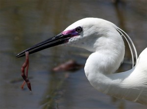 Garzetta (foto Alessio Bartolini)