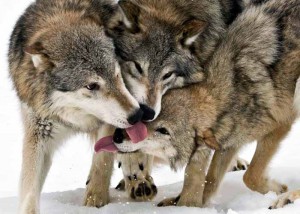 gruppo lupi