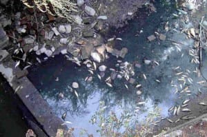 Pesci morti per inquinamento