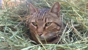 GATTOTIGRATO