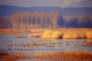 Riserva Naturale del Padule di Fucecchio