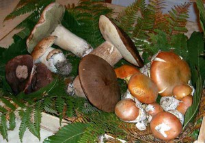 I funghi sono stati protetti dalle chiusure