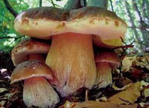 Una famiglia di porcini