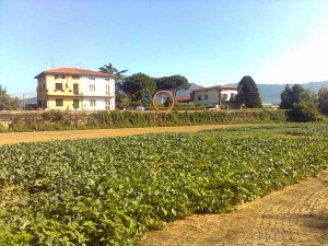 Il camino del Cis è a 800 metri da un campo coltivato