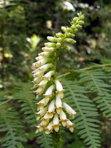 Digitalis lutea