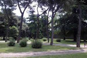 Pini in piazza d’Armi